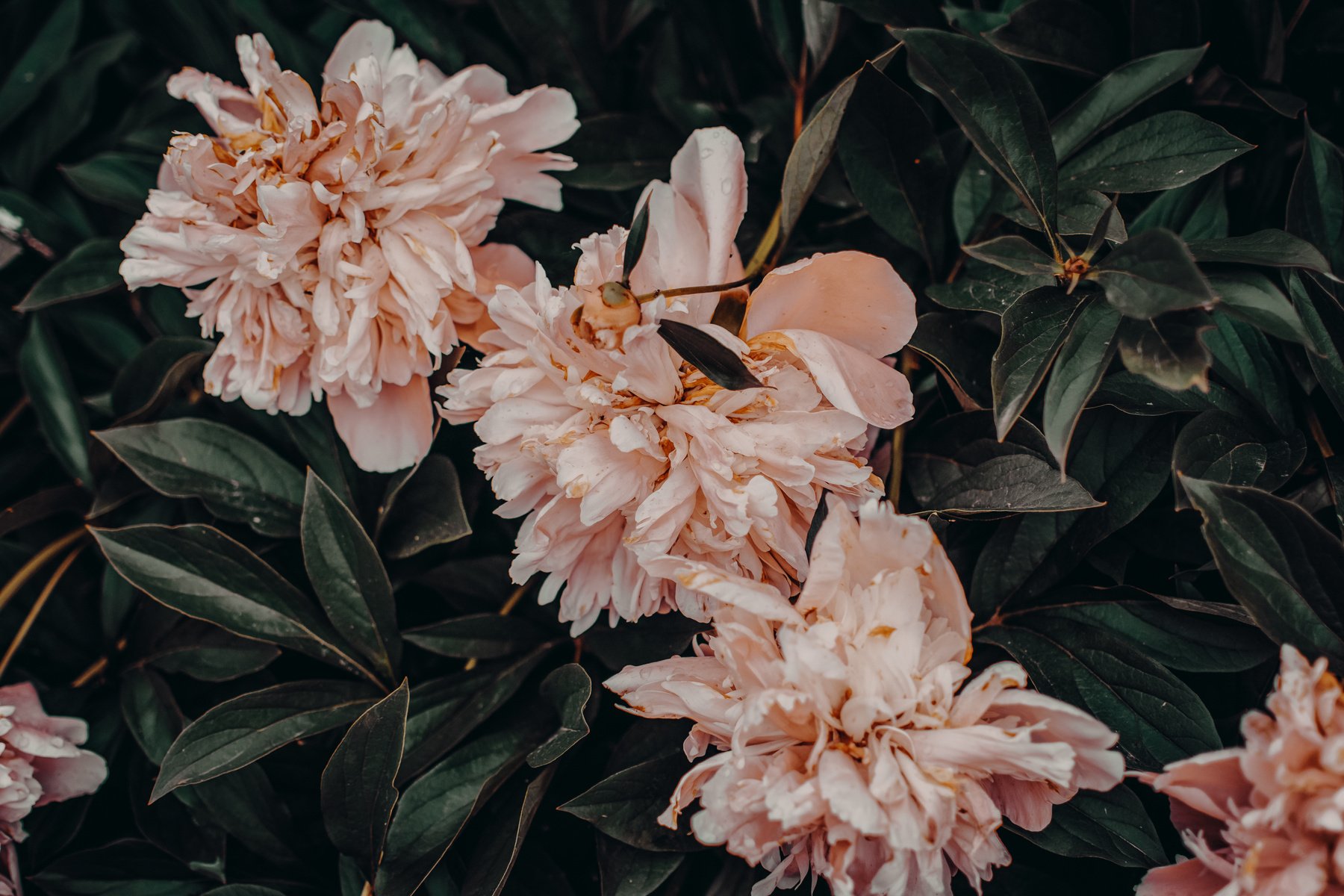 Pink Flowers